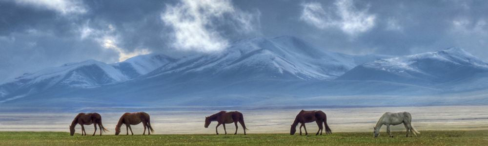 Horses of the Song Kul